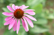 Echinacea purpurea (Asteraceae) is a perennial medicinal herb with important immunostimulatory and anti-inflammatory properties, especially the alleviation of cold symptoms.