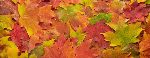 autumn maple leaves