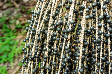 Wall Mural - Closeup of fresh acai berry in the bunch in the amazon rainforest. Concept of healthy food, wellness, health, vitamins, super food, environment, sustainability, biodiversity and natural resources.