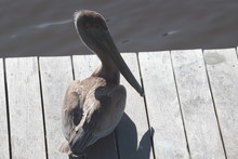 Pelican On A Dock