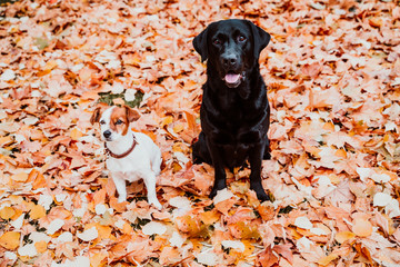 Two beautiful dogs sitting outdoors on brown leaves background. Black labrador and cute small jack russell. Autumn season