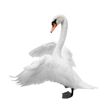 Swan Free Stock Photo - Public Domain Pictures