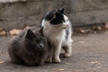 two cats siting on the street . grey cat . black and white cat