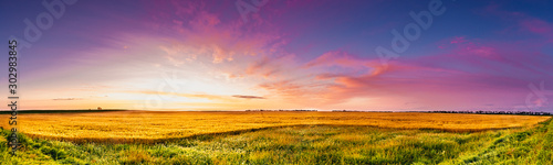 Fotografía Sunrise of magenta clouds and deep blue sky over a North Dakota golden wheat fie