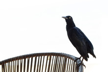 Great-tailed Grackle In White Blackground, Quiscalus Mexicanus