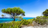 Fototapeta Krajobraz - Baum an der Küste mit Meer im Hintergrund