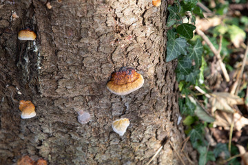 brown white mushrooms in romantic sunlight growing on a tree with green ivy on the side