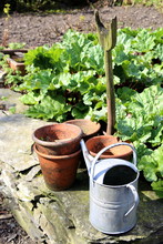 Old Rustic Vintage Flower Pots, Watering Can And Spade, On A Dry Stone Wall, In A Kitchen Garden With Rhubarb, On A Sunny Day