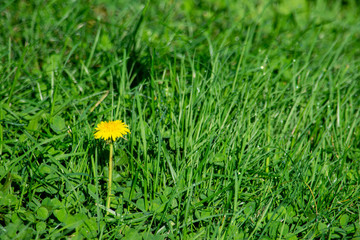 a single yellow dandelion flower stands among green grass on a sunny afternoon 