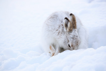 Wall Mural - Mountain hare sitting on white snow