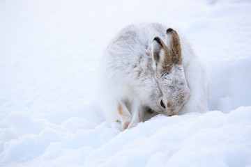 Wall Mural - Mountain hare sitting on white snow