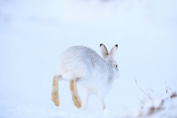 Wall Mural - Mountain hare sitting on white snow