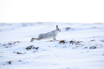 Wall Mural - Mountain hare sitting on white snow