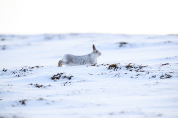 Wall Mural - Mountain hare sitting on white snow