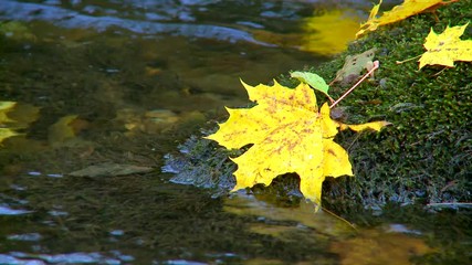 autumn colored maple leaf in river