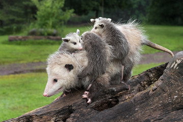 Wall Mural - Profile of Virginia Opossum (Didelphis virginiana) Walking Down Log With Joeys on Her Back Summer