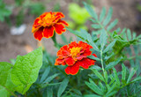 Fototapeta Na sufit - Clouse up marigold in blossom