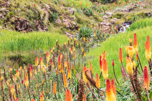 Red Hot Poker Flowers And A Stream In The Ethiopian Highlands