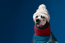 Dalmatian Dog Wearing Winter Jacket And Hat On Snowy Blue Background. Funny Dog Looks Left In Ski Suit. Winter Vacation Concept. Copy Space