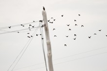 Flock Of Black Birds Flying Near A Telephone Pole And Wires