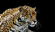 Beautiful jaguar portrait