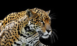 Fototapeta Zwierzęta - Beautiful jaguar portrait