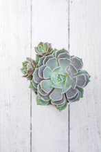 Overhead View Of A Single Succulent Plant