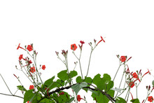 Isolated Flower Of Convolvulus Or Bindweed. Creeping Plant Blooming With Red Flowers