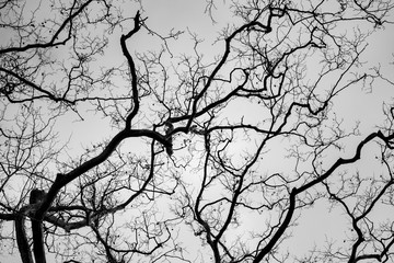  branches of a tree
