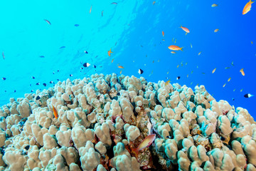 Coral Reef at the Red Sea, Egypt