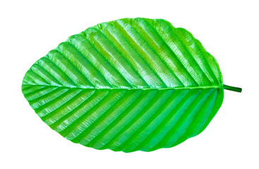 Green leaves pattern of tropical leaf plant isolated on white background ,include clipping path