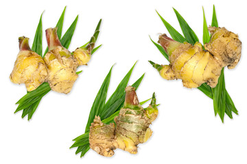 Canvas Print - collection fresh ginger on white background