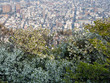 Tokushima, Japan - April 4, 2018: Panoramic view of Tokushima city from the top of Mount Bizan at sunset with cherry trees blooming