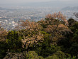 Panoramic view of Tokushima city from the top of Mount Bizan at sunset with cherry trees blooming - Tokushima, Japan