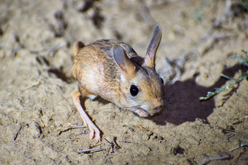 Jerboa / Jaculus The jerboa are a steppe animal and lead a nocturnal life