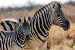 Zebras (mother and son) at Etosha national park in Namibia, Africa	