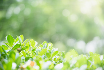 Wall Mural - Green leaf nature on blurred greenery background. Beautiful leaf texture in sunlight. Natural background. close-up of macro with copy space for text.