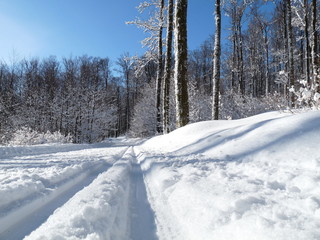 track n winter forest