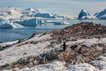 Wall Mural - Gentoo Penguin colony - Errera Channel - Antarctica