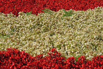 Top view Red and White Flower plants separate each other on the graden - Texture background different of two color concept                                