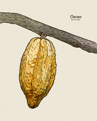 Wall Mural - Cocoa beans illustration, hand draw sketch vector.