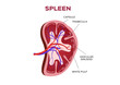 spleen vector anatomy / organ