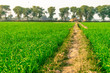 Landscape View Of Wheat FIelds