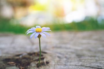 Beautiful flower on a stump. Old stump with a tree rings and flowers on it. Flowers on a wooden surface. Close-up. Macro.