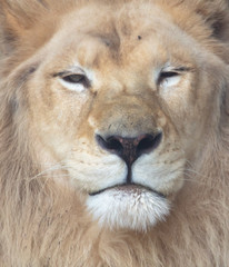 Canvas Print - Portrait of a lion in the zoo