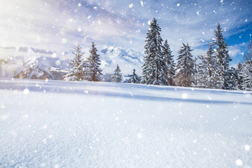 Majestic winter landscape with snowy fir trees.  Winter postcard.