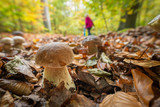 Fototapeta Desenie - Ein Pilzsammler sammelt im Herbst Steinpilze im von der Sonne leuchtenden Laubwald