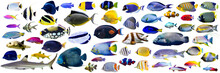 Set Of  Beautiful Marine Fish And Shark On White Isolated Background Such As Angelfish, Butterfly Fish, Wrasse And Snapper