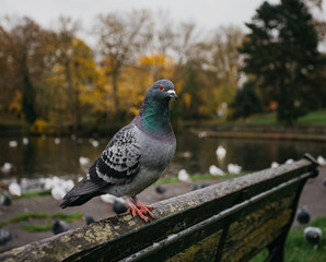 Wall Mural - pigeon in the park