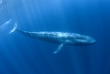 Fototapeta  - Blue Whale underwater